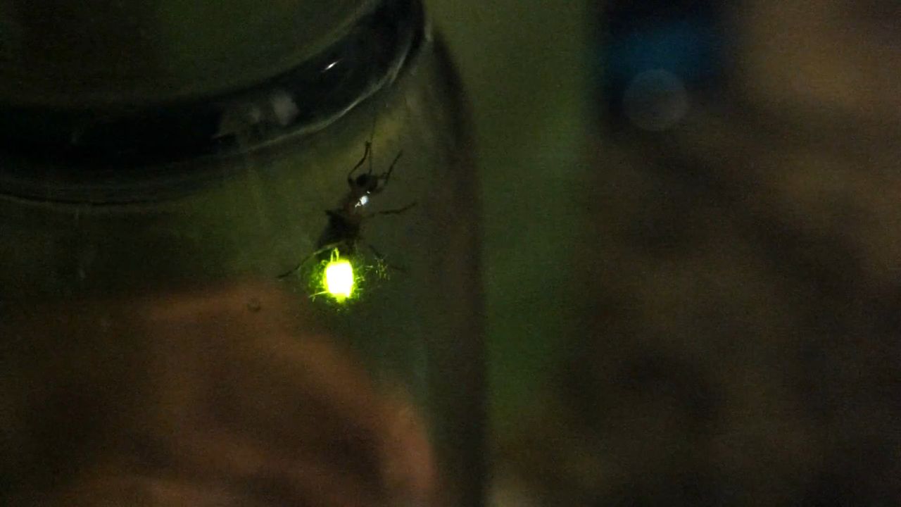 Get It Growing: Fireflies — indicators of a healthy ecosystem